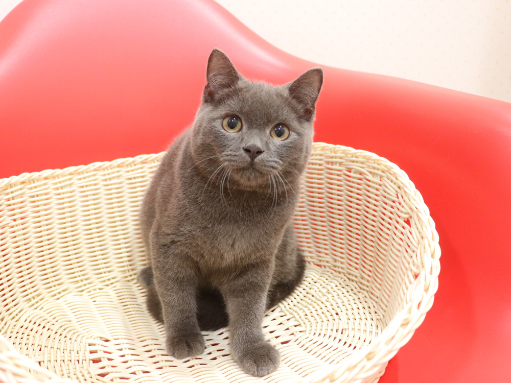 スコティッシュフォールドの子猫画像