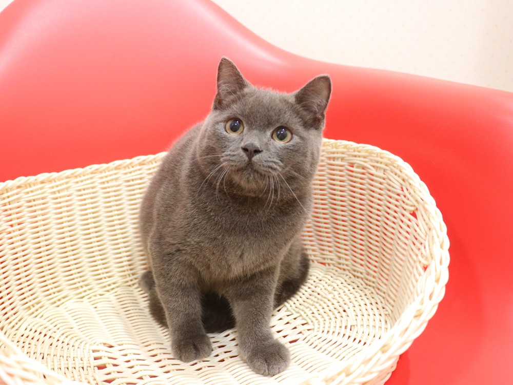 スコティッシュフォールドの子猫画像
