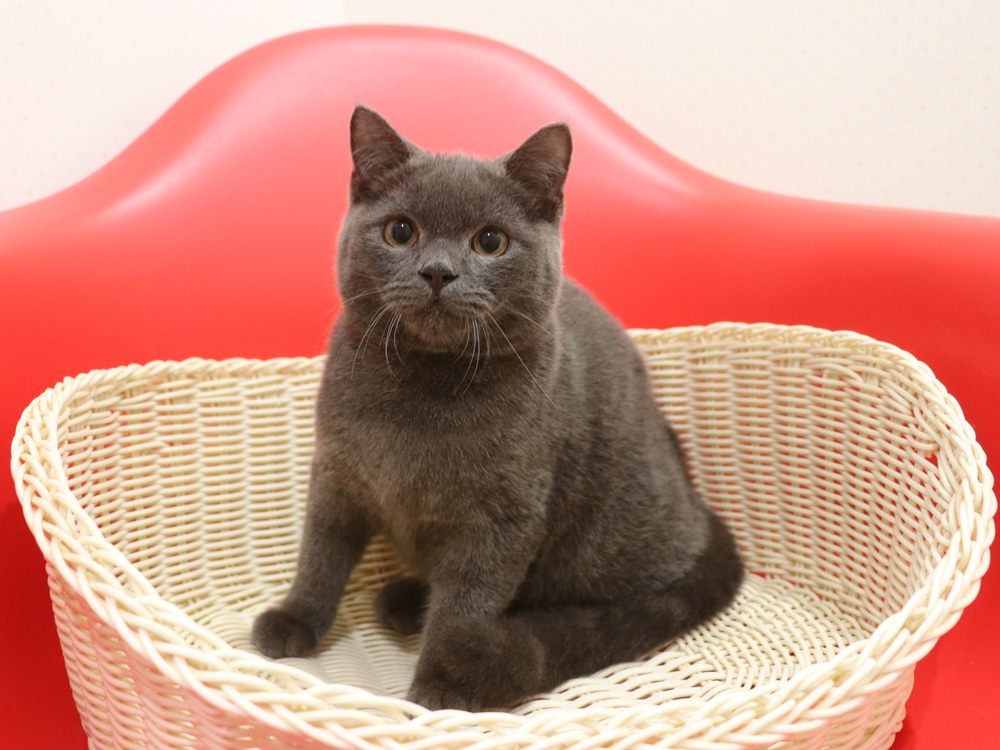 スコティッシュフォールドの子猫画像