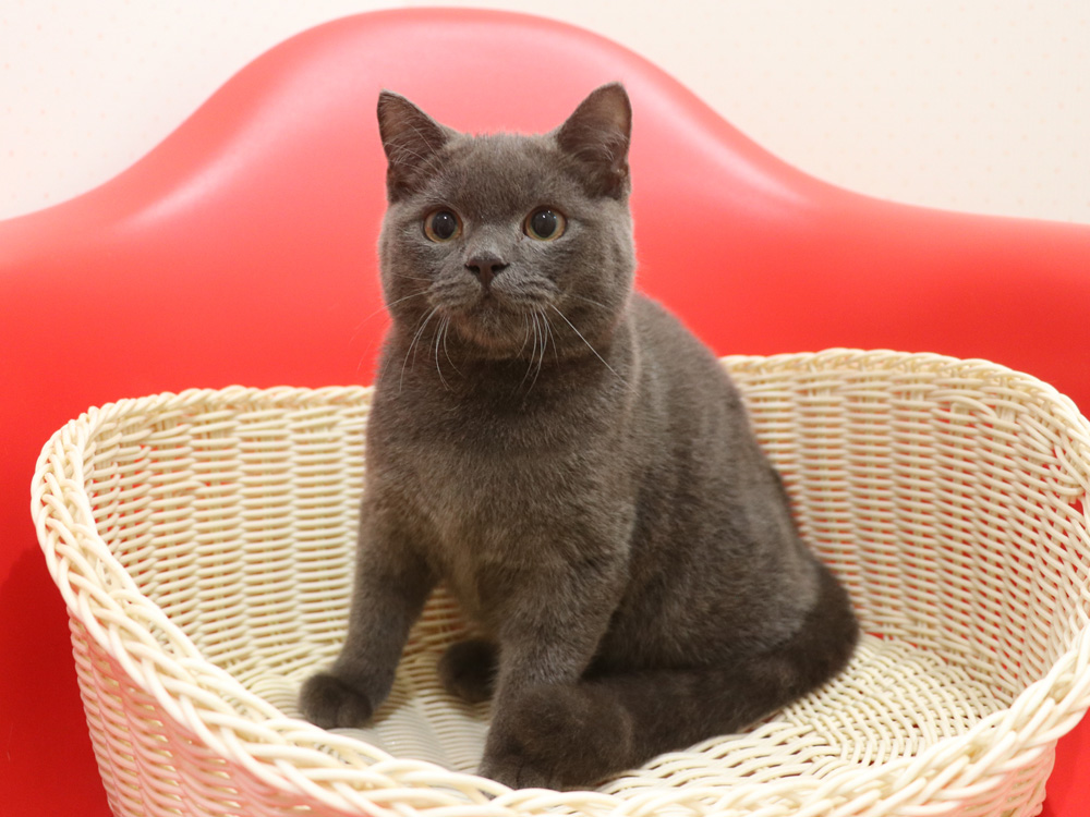 スコティッシュフォールドの子猫画像