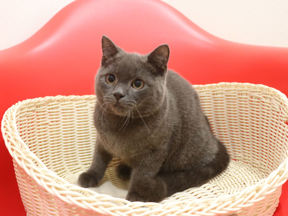 スコティッシュフォールドの子猫画像