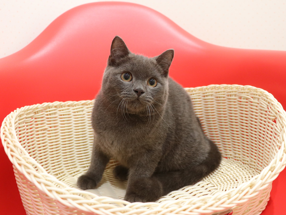 スコティッシュフォールドの子猫画像