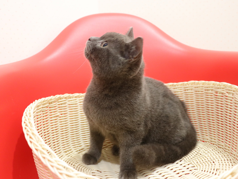 スコティッシュフォールドの子猫画像