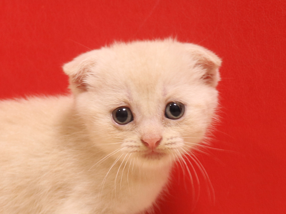 スコティッシュフォールドの子猫画像