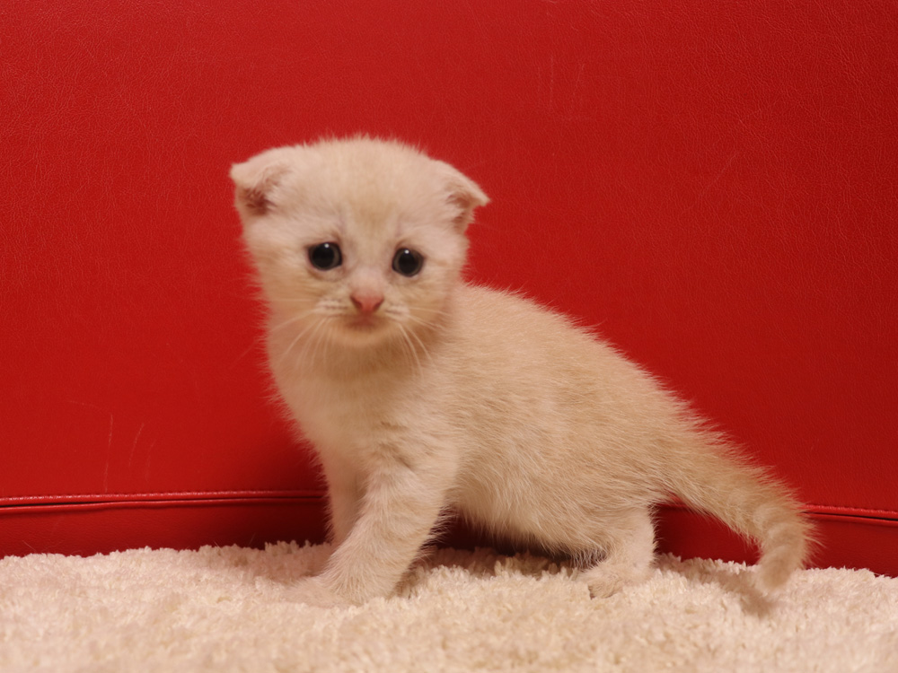 スコティッシュフォールドの子猫画像