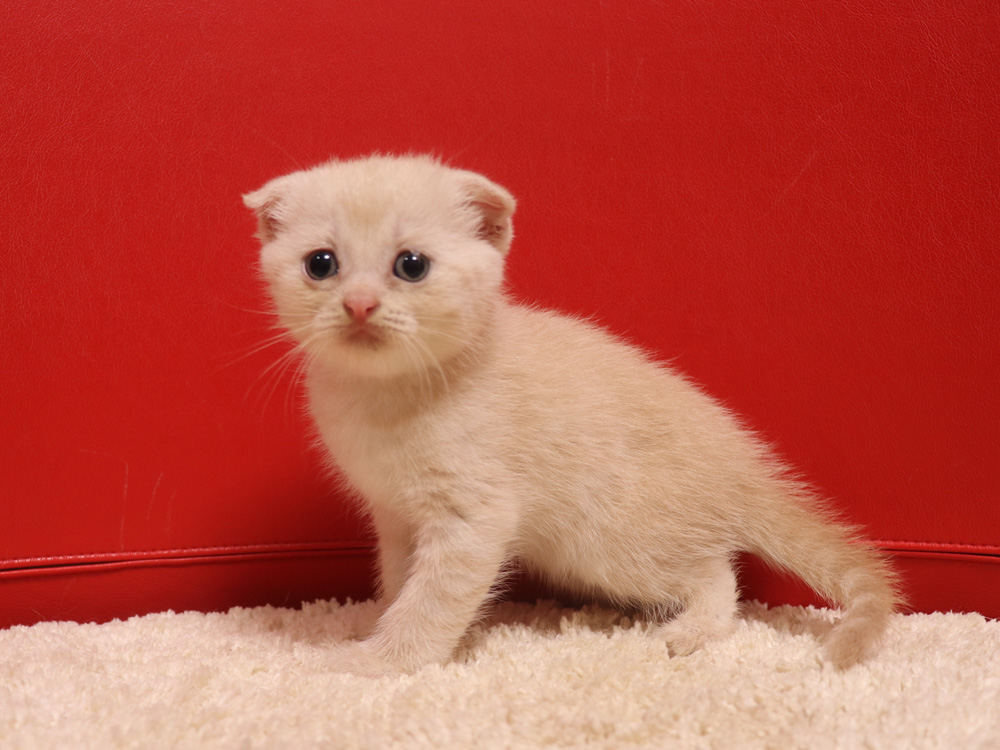 スコティッシュフォールドの子猫画像