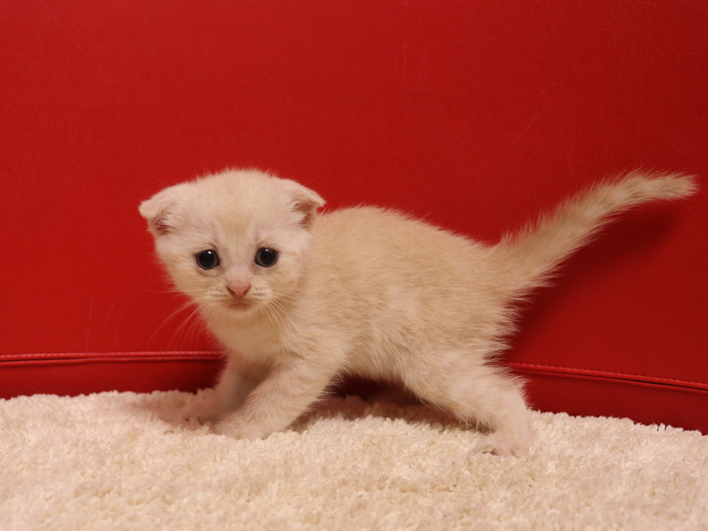 スコティッシュフォールドの子猫画像