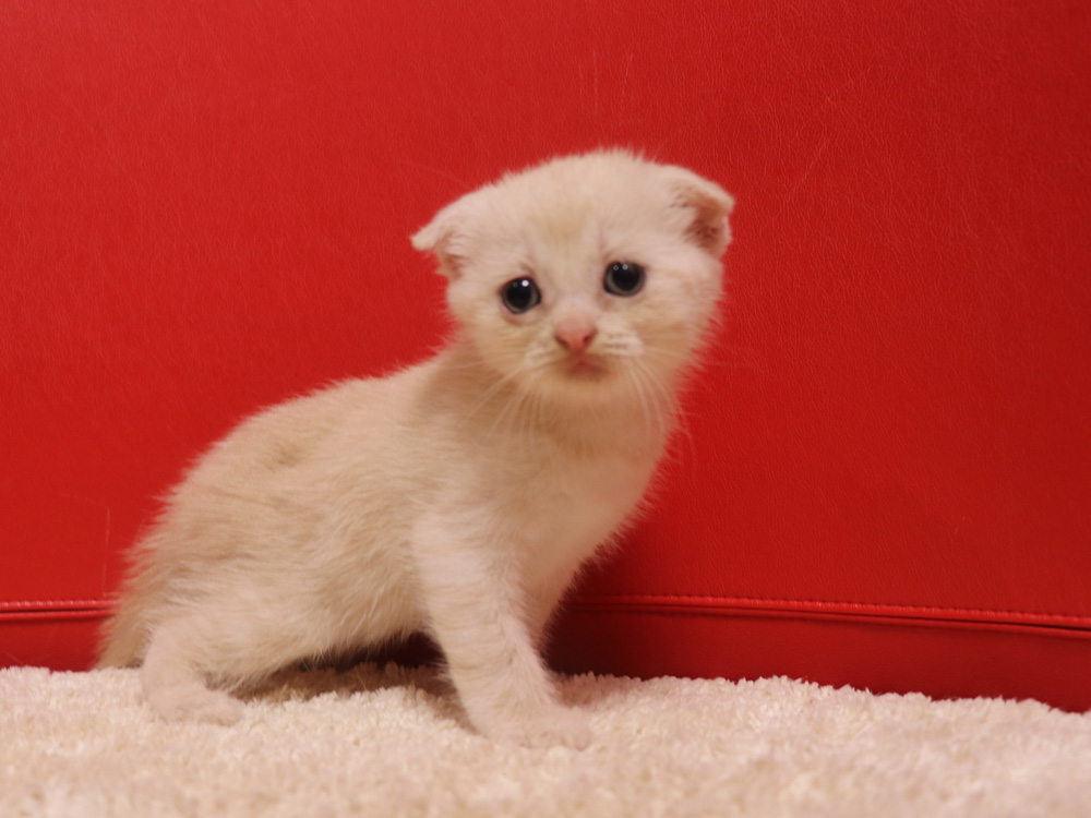 スコティッシュフォールドの子猫画像