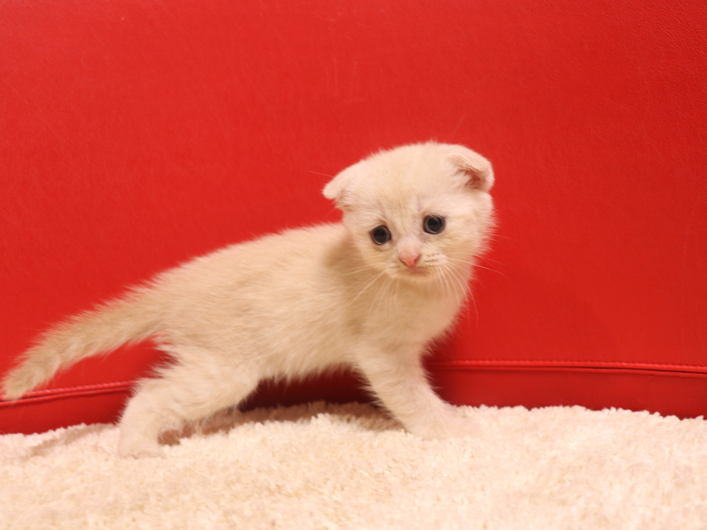 スコティッシュフォールドの子猫画像