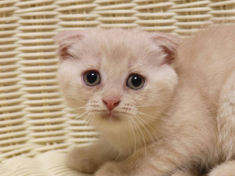 スコティッシュフォールドの子猫画像