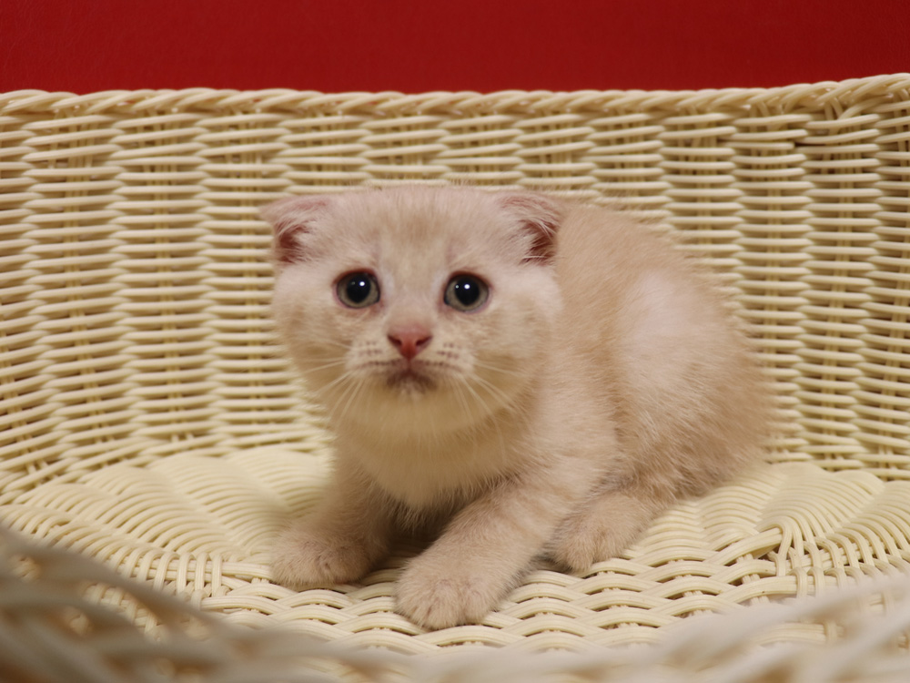 スコティッシュフォールドの子猫画像