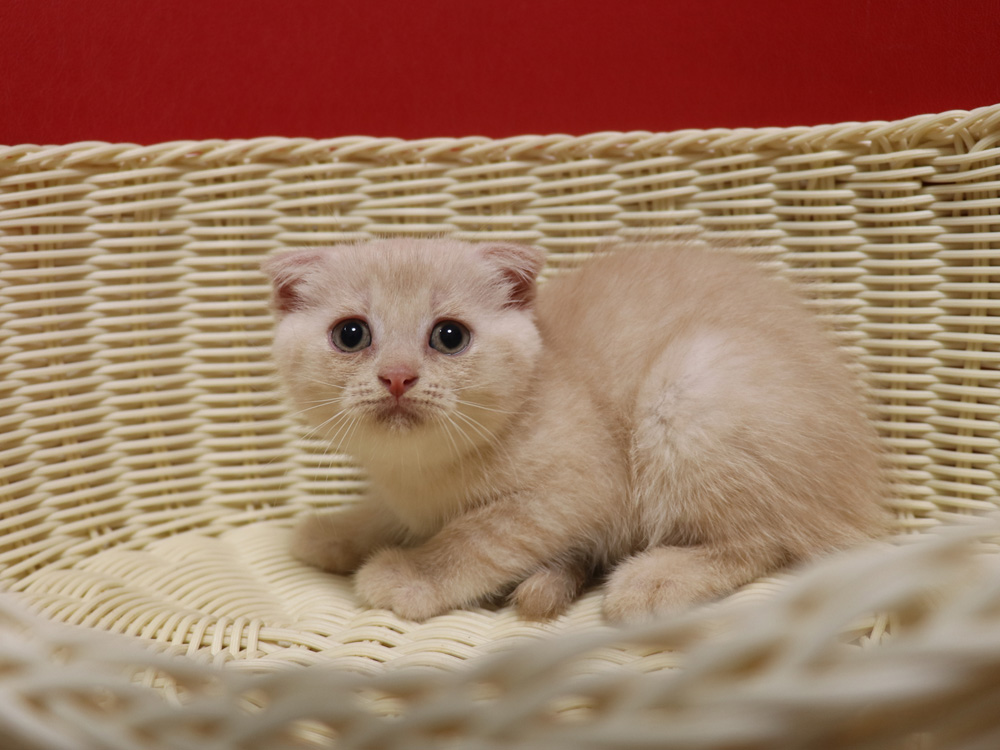 スコティッシュフォールドの子猫画像