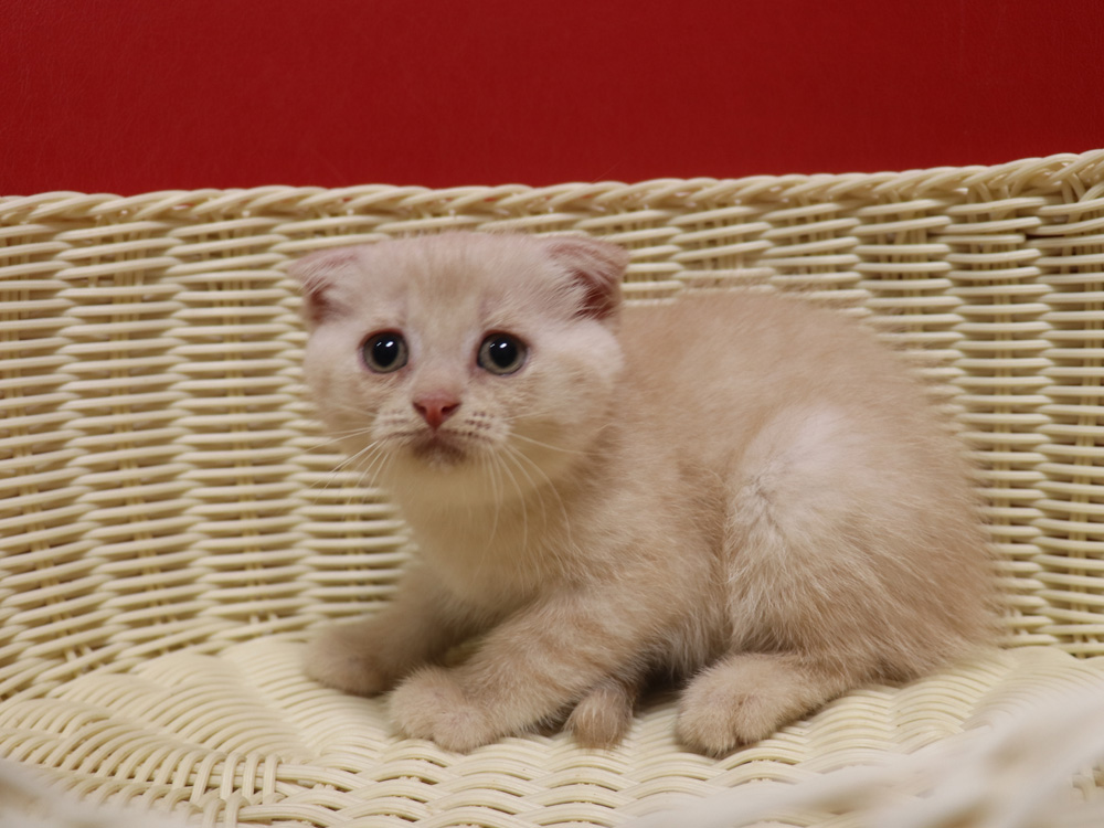 スコティッシュフォールドの子猫画像