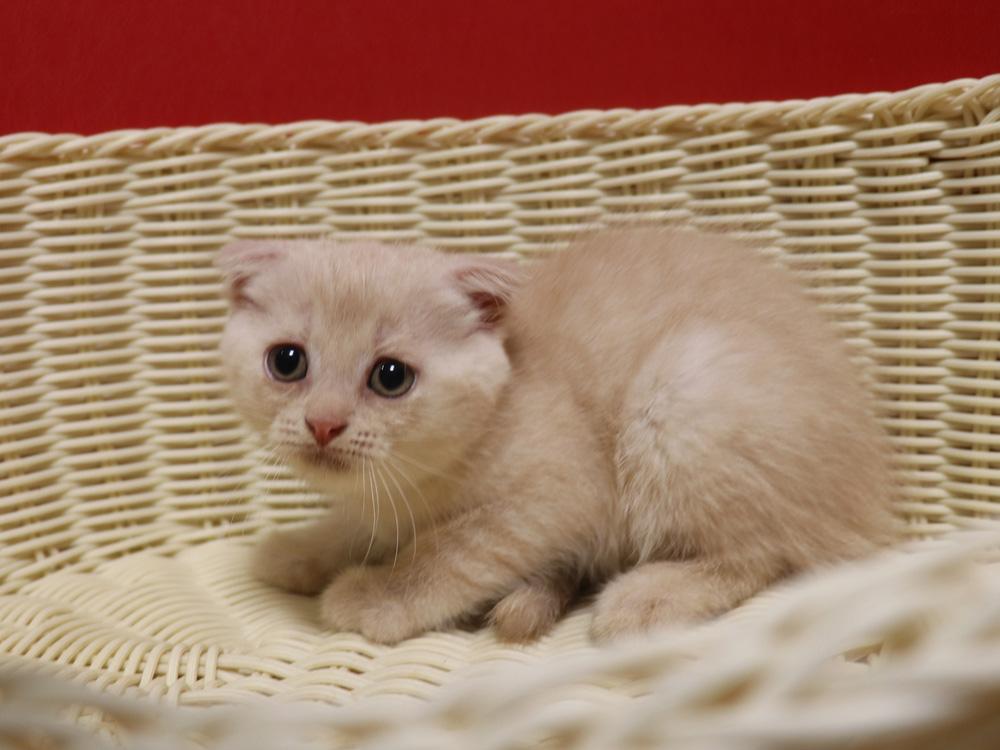 スコティッシュフォールドの子猫画像