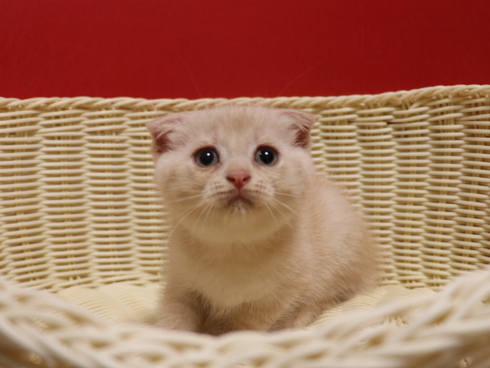 スコティッシュフォールドの子猫画像