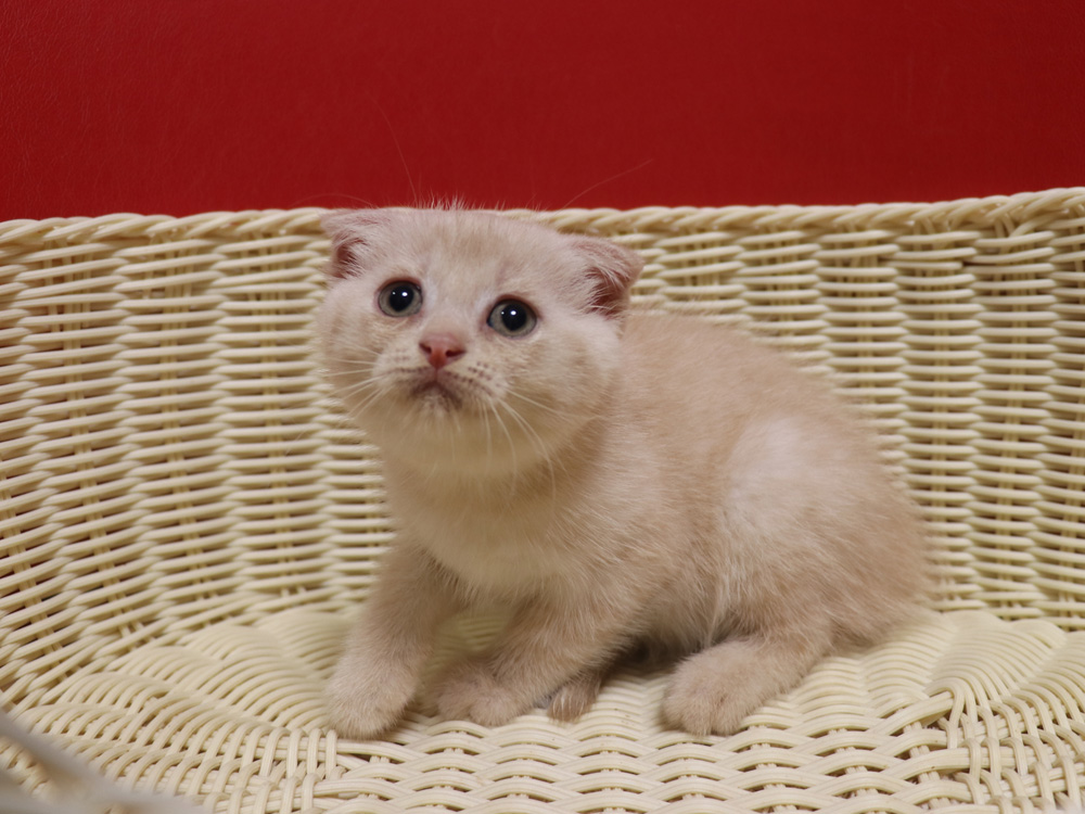 スコティッシュフォールドの子猫画像