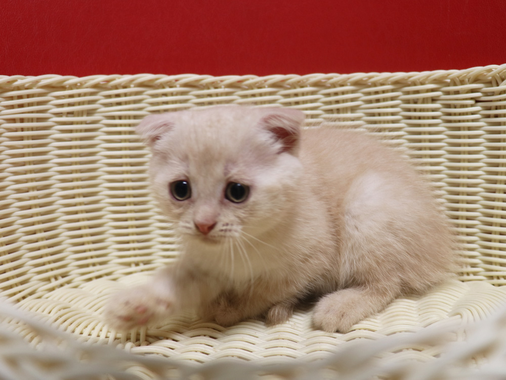 スコティッシュフォールドの子猫画像