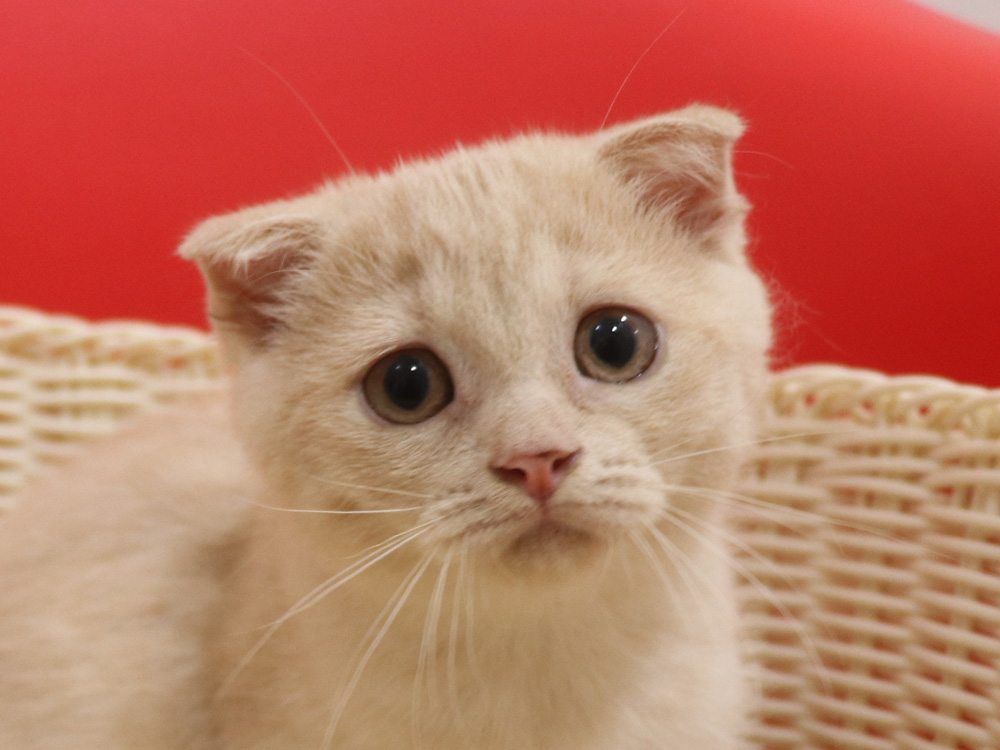 スコティッシュフォールドの子猫画像