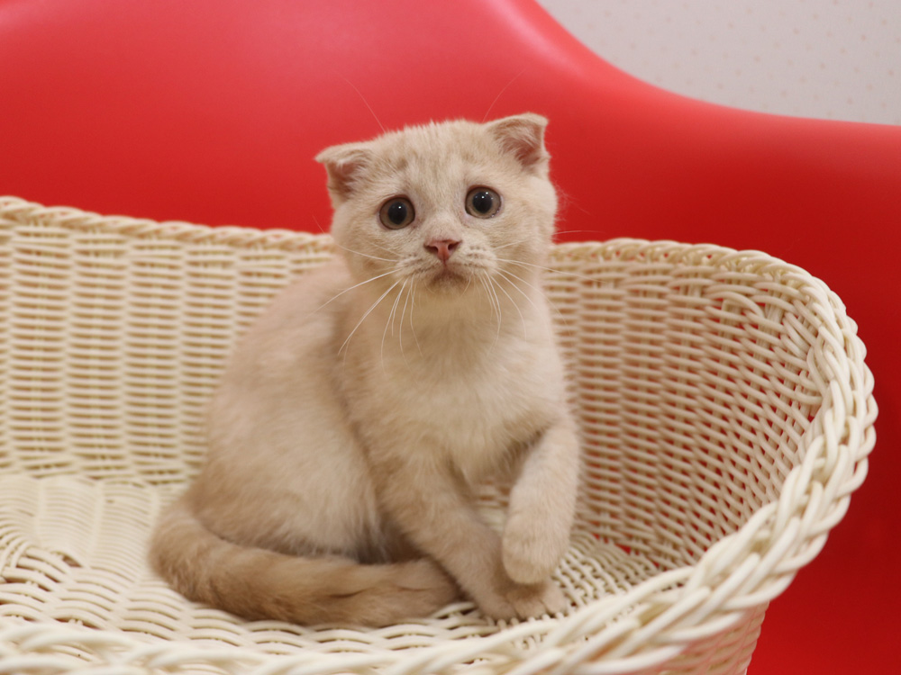 スコティッシュフォールドの子猫画像