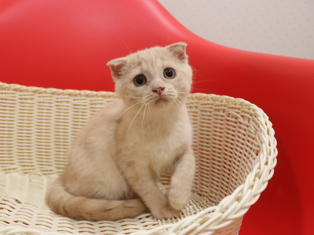 スコティッシュフォールドの子猫画像