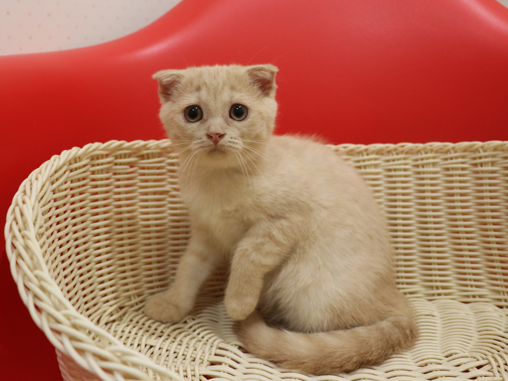スコティッシュフォールドの子猫画像