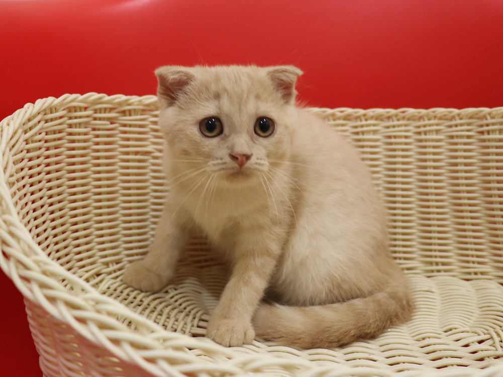 スコティッシュフォールドの子猫画像