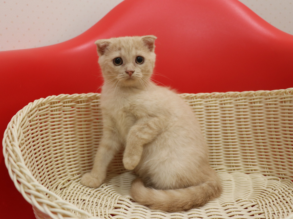 スコティッシュフォールドの子猫画像