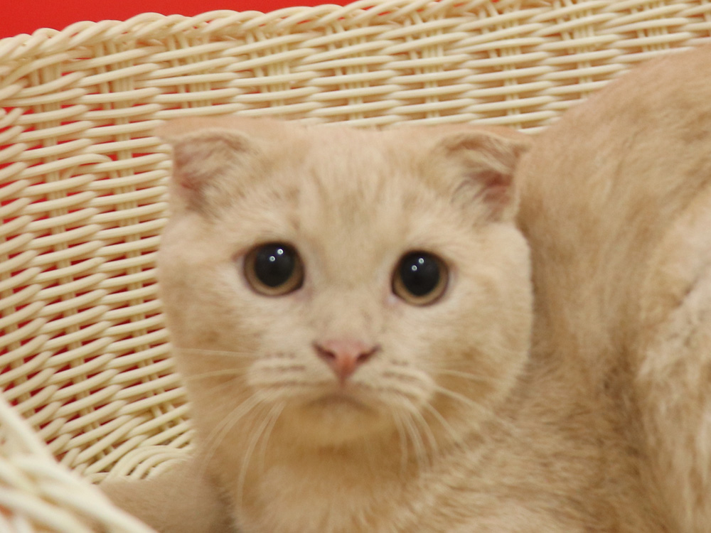 スコティッシュフォールドの子猫画像