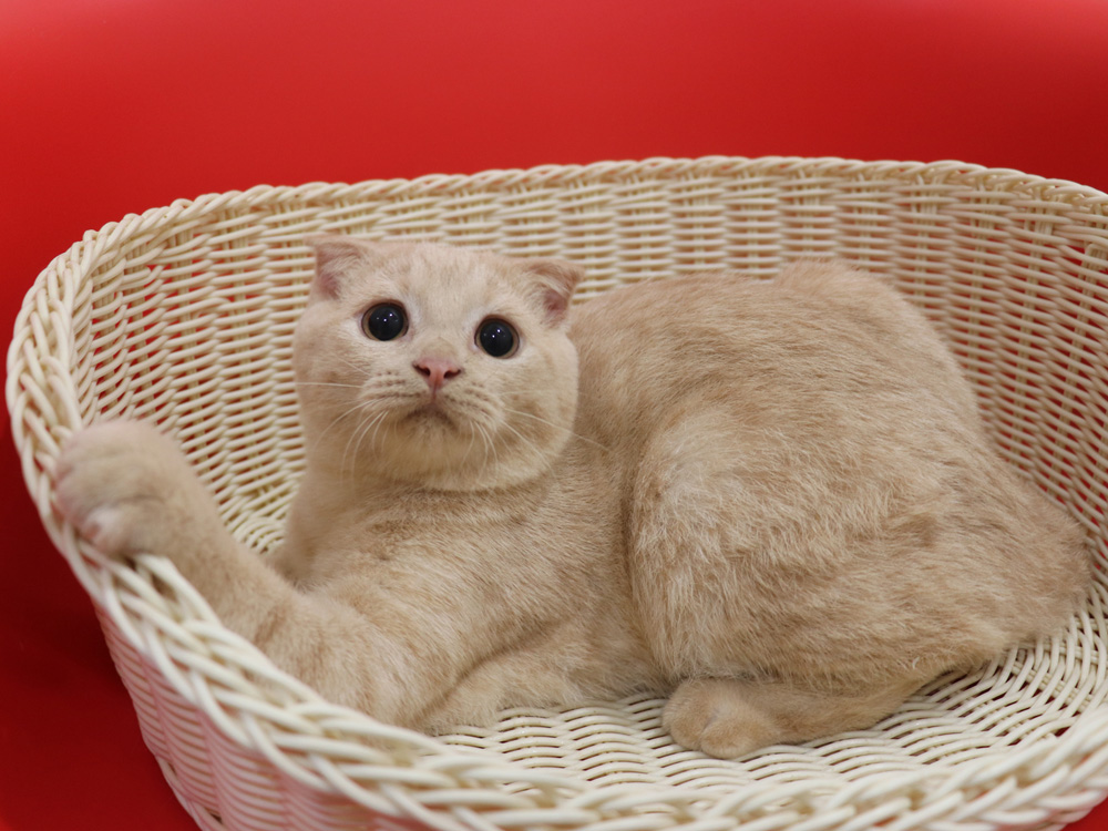 スコティッシュフォールドの子猫画像