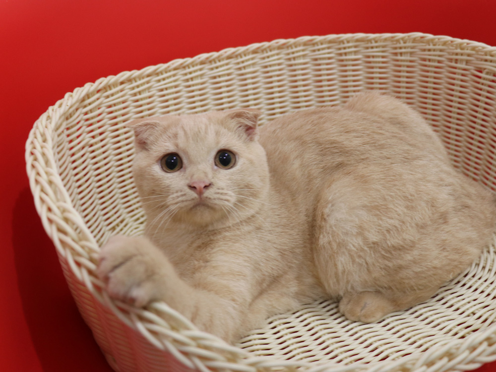 スコティッシュフォールドの子猫画像