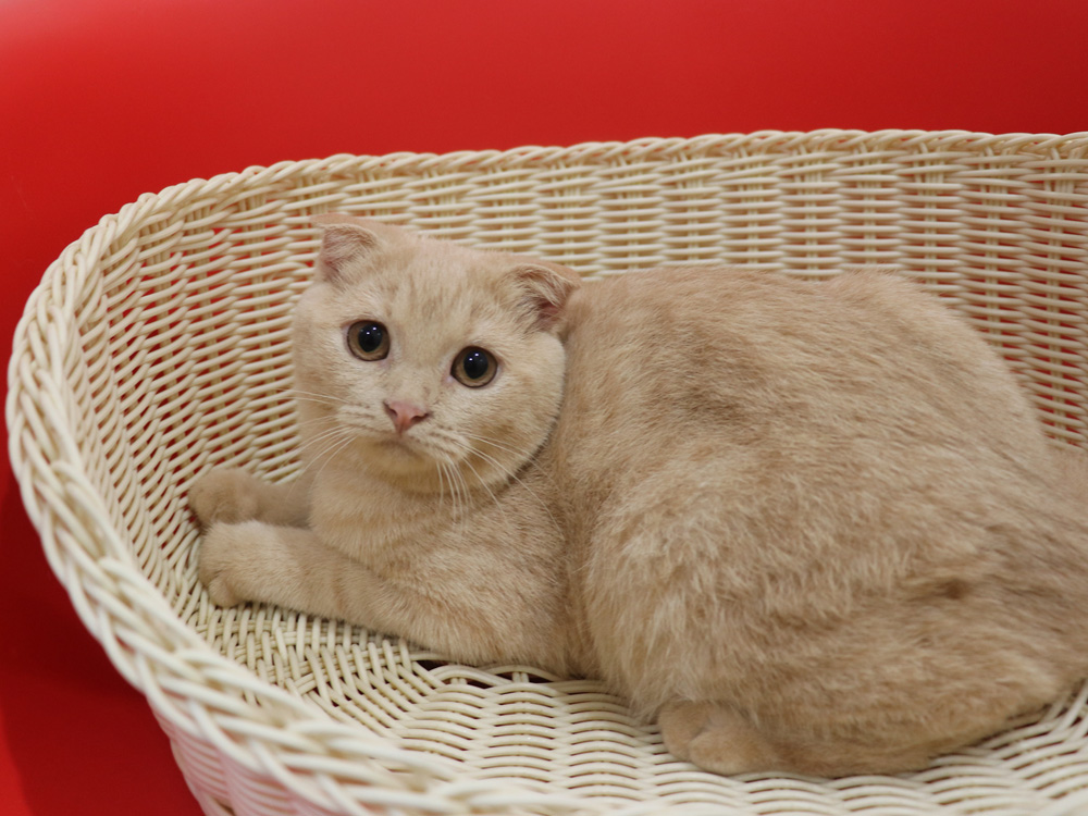 スコティッシュフォールドの子猫画像