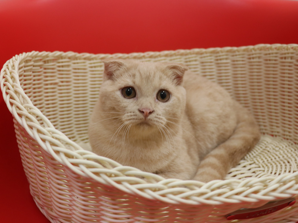 スコティッシュフォールドの子猫画像