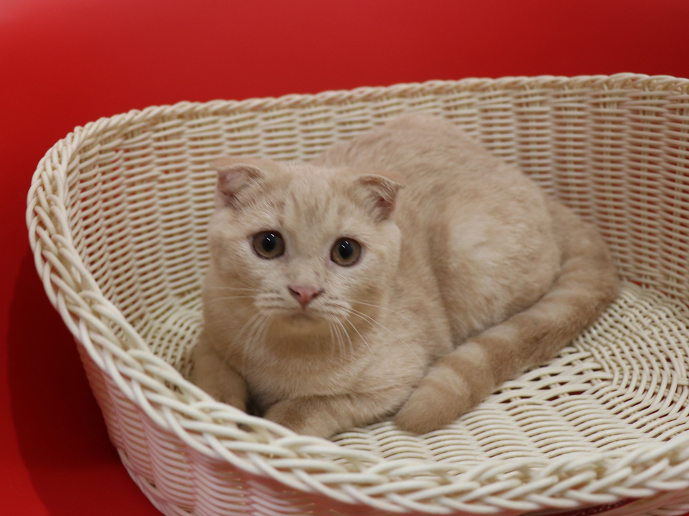 スコティッシュフォールドの子猫画像