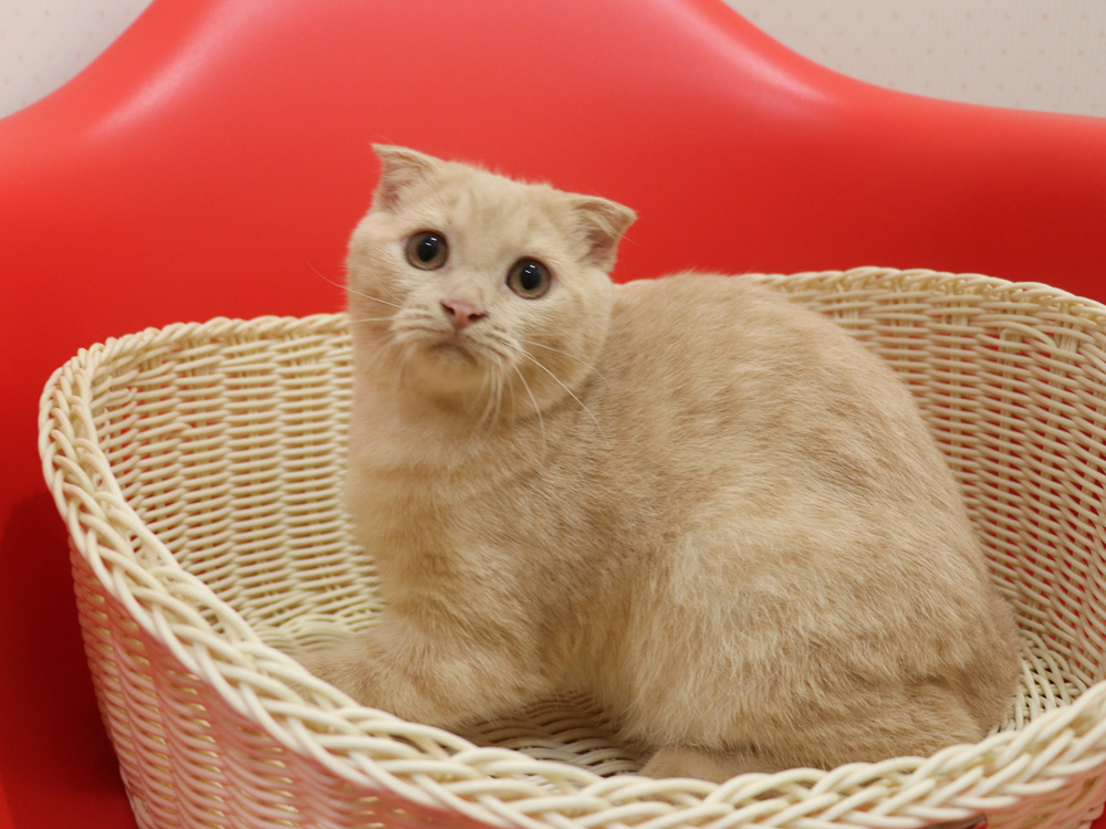 スコティッシュフォールドの子猫画像