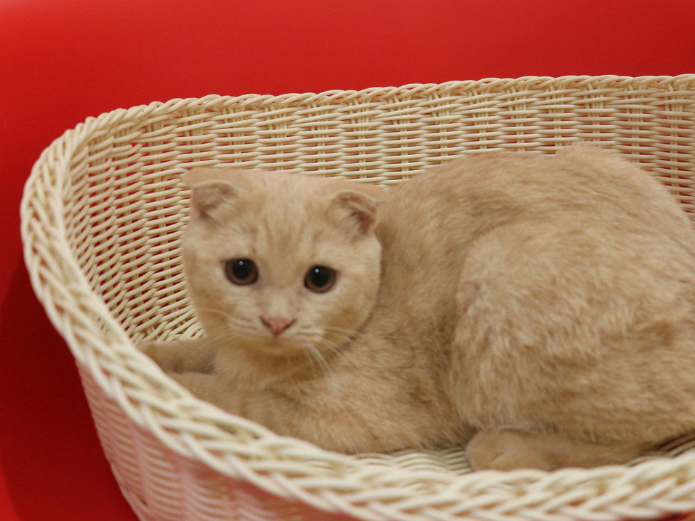 スコティッシュフォールドの子猫画像