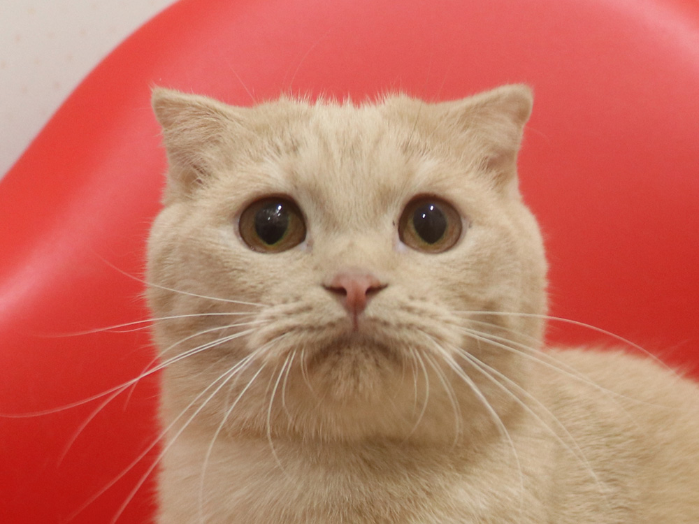 スコティッシュフォールドの子猫画像