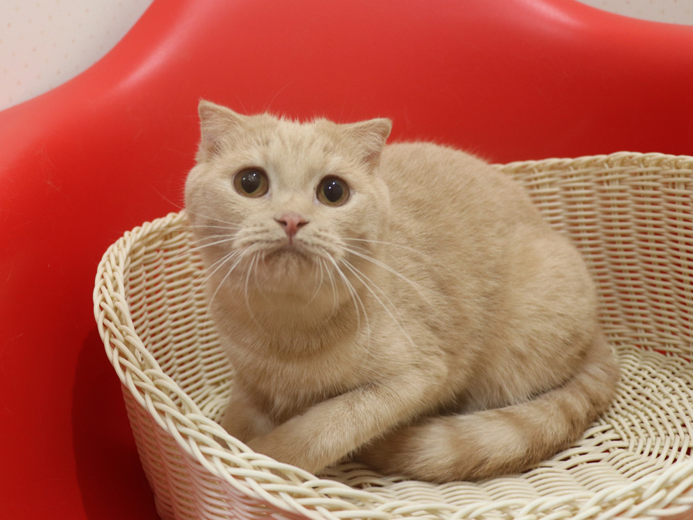 スコティッシュフォールドの子猫画像