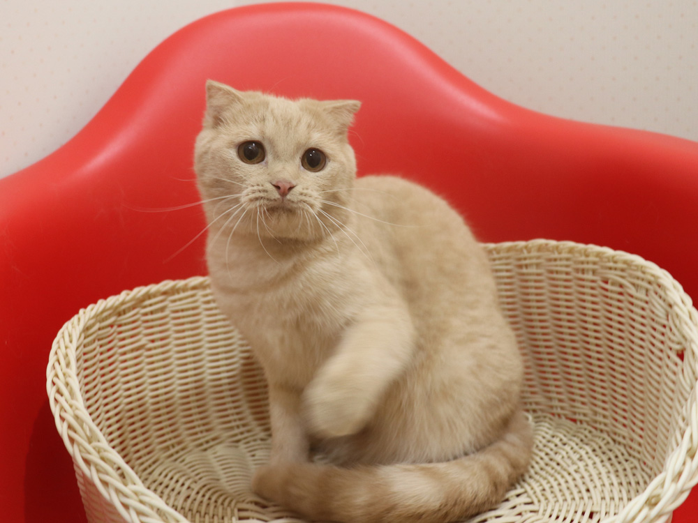 スコティッシュフォールドの子猫画像