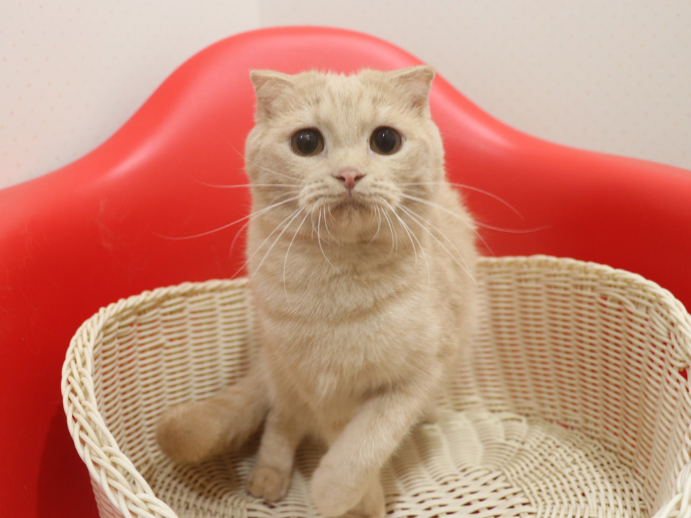スコティッシュフォールドの子猫画像