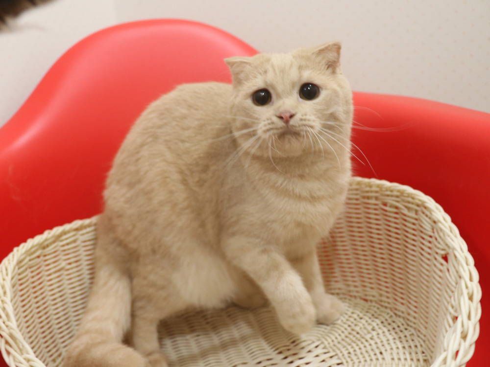 スコティッシュフォールドの子猫画像