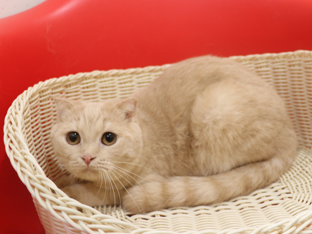 スコティッシュフォールドの子猫画像