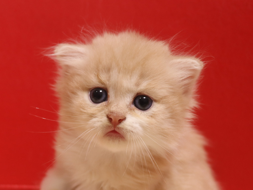 スコティッシュフォールドの子猫画像