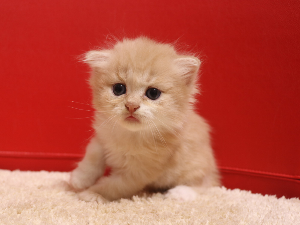 スコティッシュフォールドの子猫画像