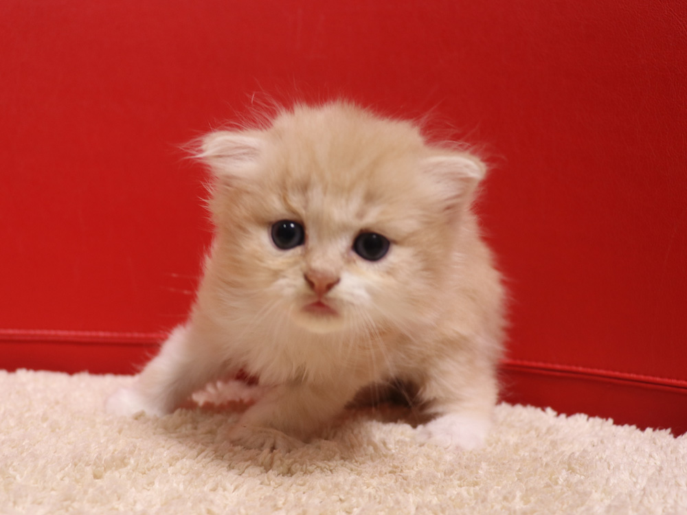 スコティッシュフォールドの子猫画像