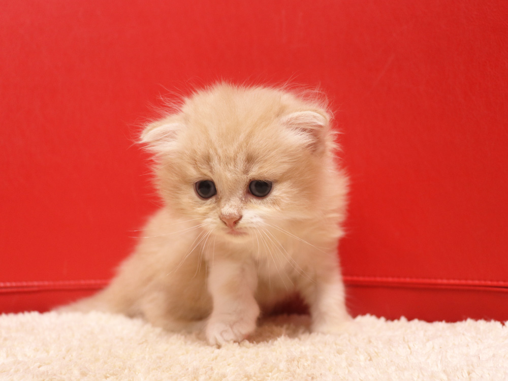 スコティッシュフォールドの子猫画像