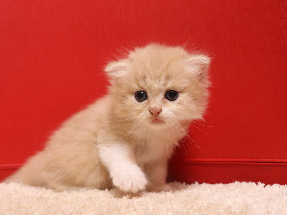 スコティッシュフォールドの子猫画像