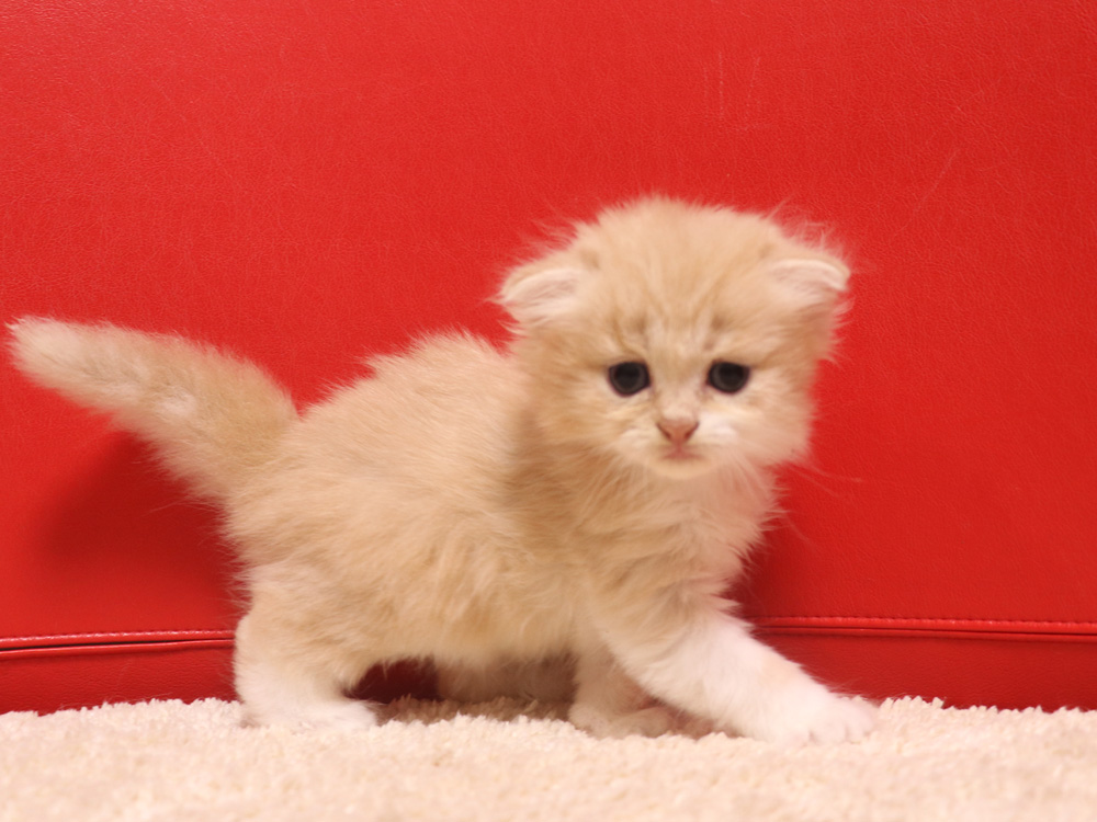 スコティッシュフォールドの子猫画像