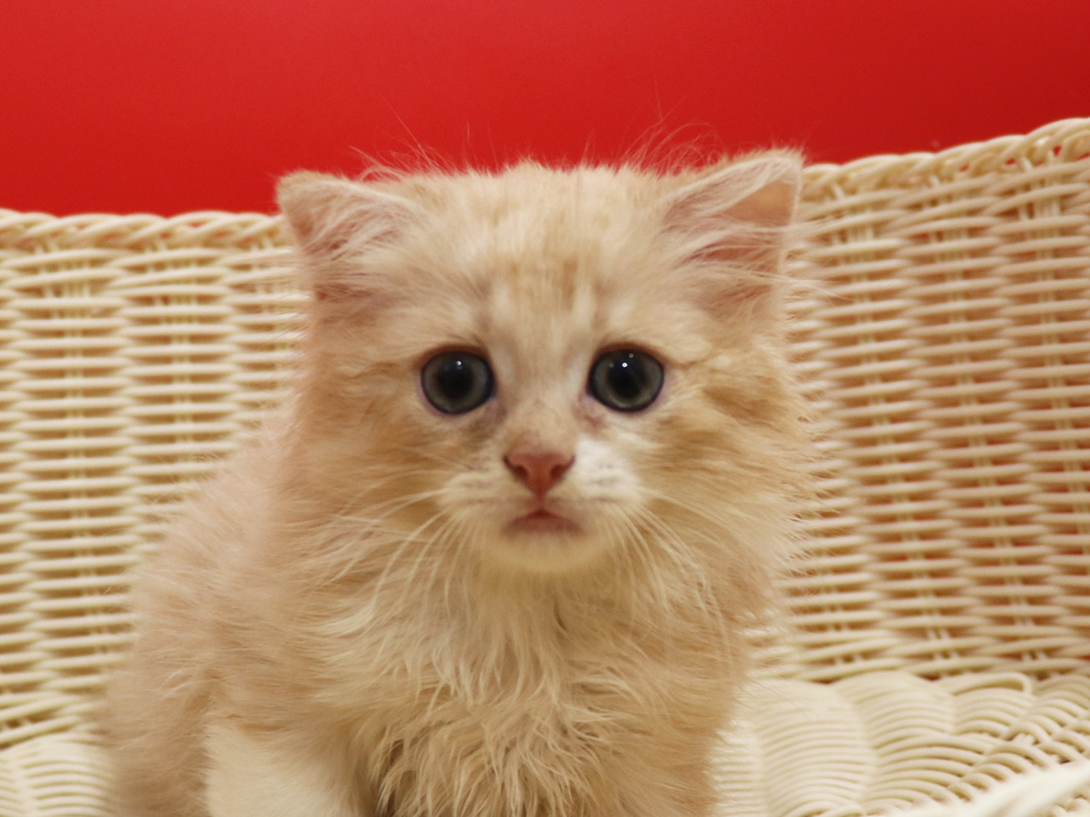 スコティッシュフォールドの子猫画像