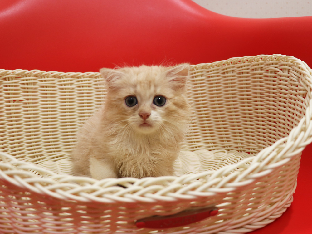 スコティッシュフォールドの子猫画像