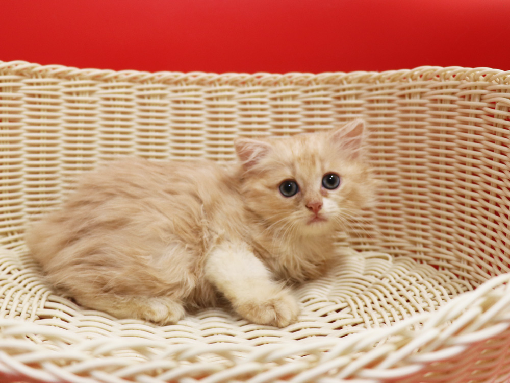 スコティッシュフォールドの子猫画像